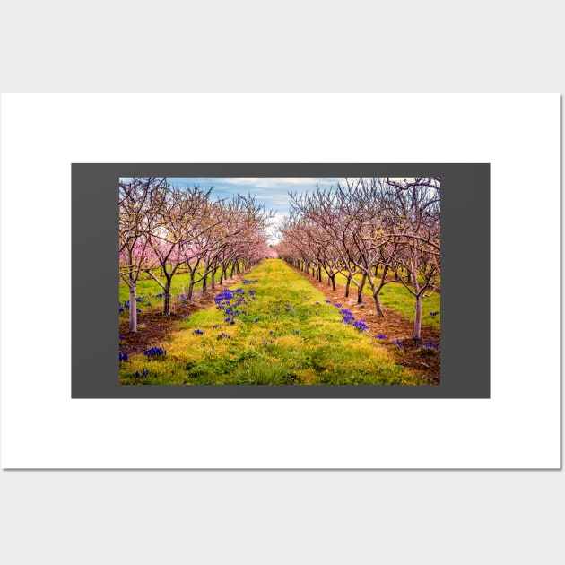 Peach Orchard Blossoms Wall Art by Robert Alsop